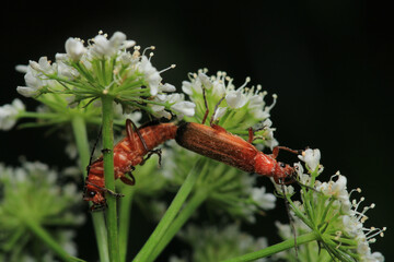 common red soldier beetle insect macro photo