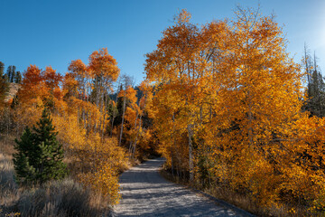 Gravel road leads through a grove of autumn Aspen trees
