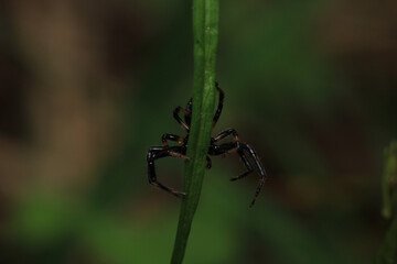 xysticus kochi spider macro photo