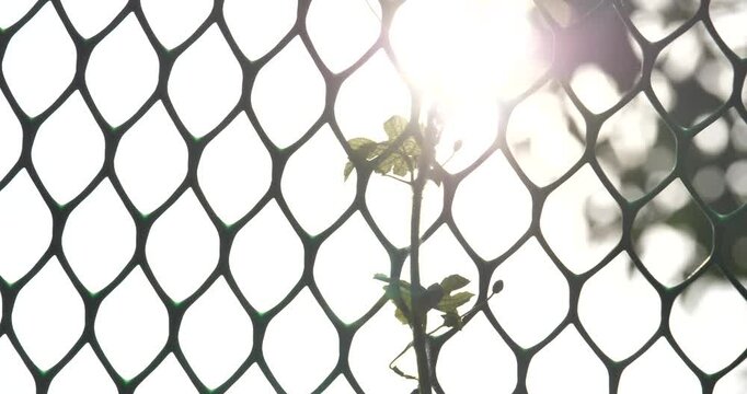 The top of the vine and the fence