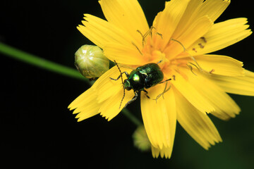green cryptocephalus insect macro photo