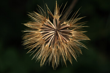 dandelion seeds are thrown in the wind