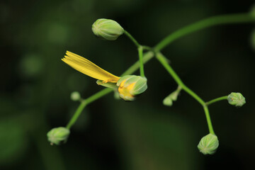 Calendula officinalis yellow flower macro photo