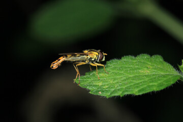 episyrphus balteatus insect macro photo
