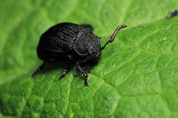 galeruca tanaceti insect macro photo