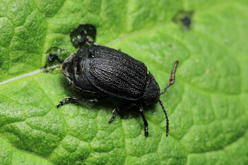 galeruca tanaceti insect macro photo