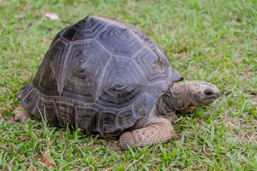 Fototapeta premium This photo captures an Aldabra giant tortoise leisurely walking across a grassy field. With its ancient, textured shell and powerful claws.