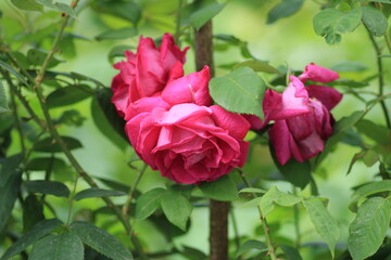 red rose flower macro photo