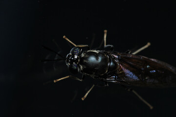 eristalinus aeneus insect macro photo
