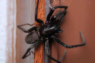 segestriidae black spider macro photo