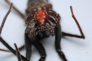 segestriidae black spider macro photo