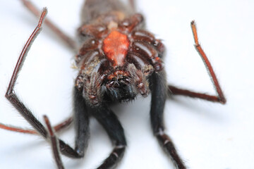 segestriidae black spider macro photo