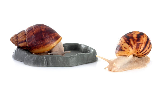 Archachatina Marginata Ovum" Images  Browse 22 Stock Photos, Vectors, and  Video | Adobe Stock