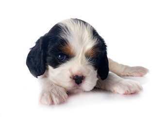 puppy cavalier king charles