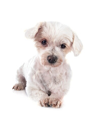 maltese bichon in studio