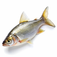Fototapeta premium A fish, typically aquatic, with a streamlined body, fins,