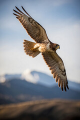 Obraz premium A gorgeous hawk soars gracefully above a mountain range, its wings outstretched against the clear blue sky