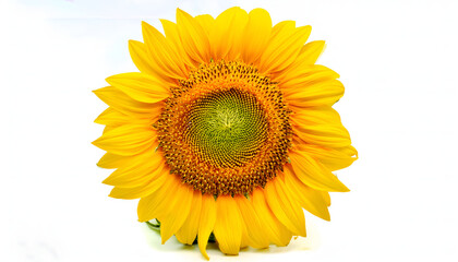 Fototapeta premium Detailed close-up of a bright yellow sunflower with vivid petals and lush green center isolated on a white background, symbolizing summer, brightness, and positivity.