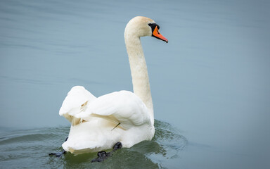 Obraz premium Łabędź niemy Cygnus olor)