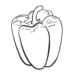 Linear sketch of paprika. Vector bell pepper. Black ink drawing of sweet pepper on white background. Spicy ingredient of Mexican and Indian cuisine.