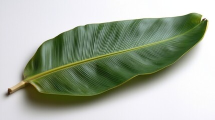 Fototapeta premium A large, green leaf displayed on a light background, showcasing its texture and shape.