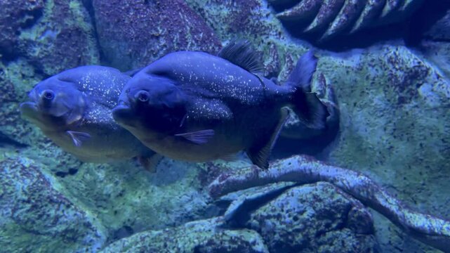 video of The red-bellied piranha or red piranha is a species of piranha, freshwater habitat, travel in shoals as a predatory defense,but rarely exhibit group hunting behavior