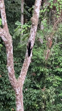 Black flying squirrel