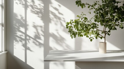Sunlight casts artistic shadows of leaves on a minimalist white wall, highlighting nature's subtle beauty in stark simplicity.
