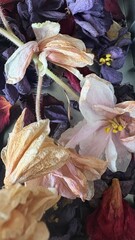 dried violet flowers