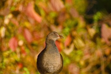 young common moorhen close-up portrait