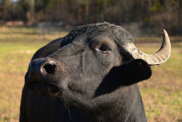 Fototapeta premium Water Buffalo Head