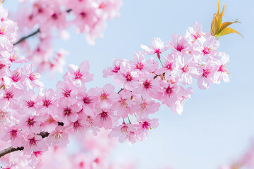 a blooming cherry blossom tree with soft pink petals under clear skies.