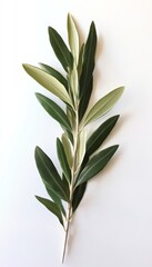Obraz premium Single Sprig of Olive Branch Symbol of Peace and Harmony Isolated on White Background