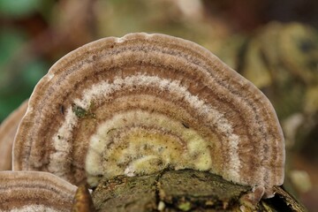 Closeup on a birch mazegill or multicolor gill polypore mushroom, Lenzites betulinus