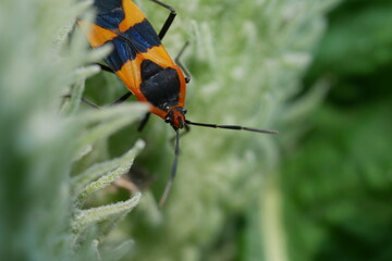 close up photo of assassin bug on milkweed