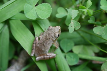 close up photo of spring peeper frog