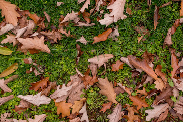 texture background of dry leaves fallen on the grass