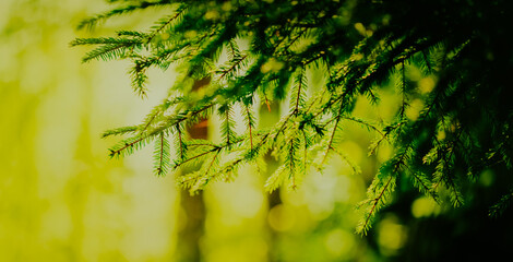 Lush green branches of spruce trees, illuminated by the rays of the rising sun on a summer morning. The beauty of the coniferous forest in the taiga ecosystem. Forests, biodiversity, and the climate.
