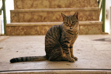 A cat with a long tail is sitting on the stairs