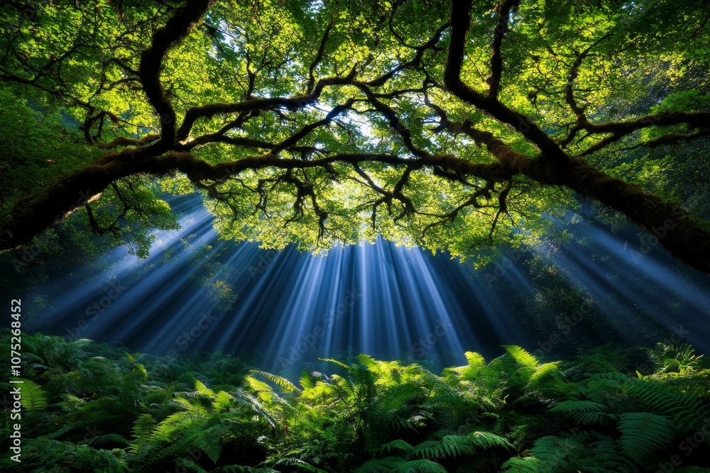 Poster a misty jungle scene with rays of sunlight filtering through thick trees and highlighting plants bel