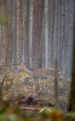 Beatifull wildlife animal in the wild