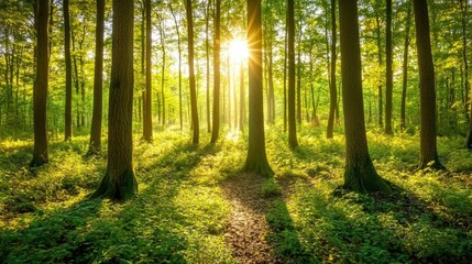 Obraz premium A calm forest bathed in sunlight, with thick green plants growing on the ground. A peaceful scene of woodland.