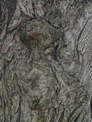 Close Up Tree Bark
