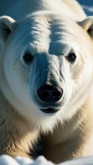 Polar Bear Close-Up in a Snowy Arctic Landscape During Bright Daylight