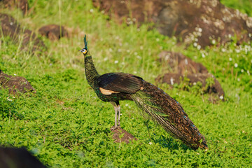 green peacock  birdwatching in the forest.