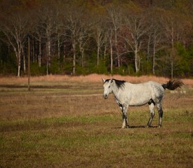 horse in the field