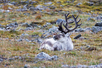 Reindeer, Rangifer tarandus, resting on the tundra of Spitsbergen, Svalbard, a Norwegian archipelago between mainland Norway and the North Pole