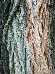 Close Up Tree Bark