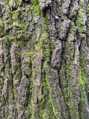 Close Up Tree Bark