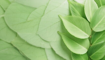 Naklejka premium Close-up of lush green leaves, a natural background for your design projects.